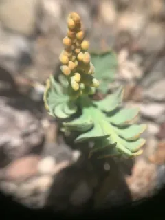 pumice moonwort thumbnail 2