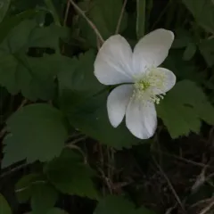 Columbian Windflower thumbnail 1