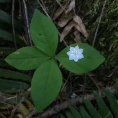 Western Starflower thumbnail 4