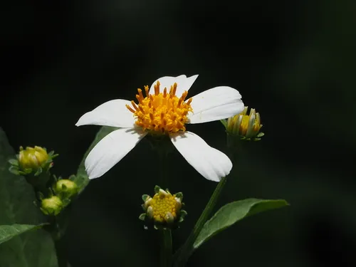 White beggarticks
