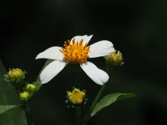 White beggarticks thumbnail 1