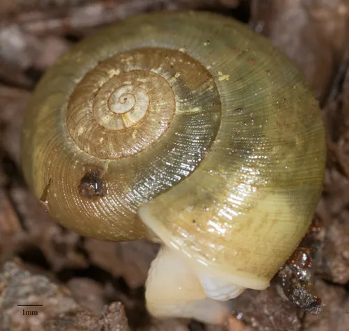 Beaded Lancetooth Snail
