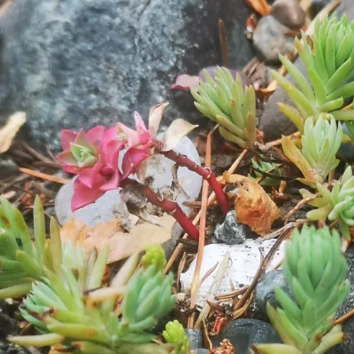 Rock Stonecrop