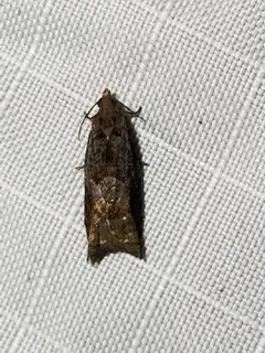 Holly Tortrix thumbnail 1