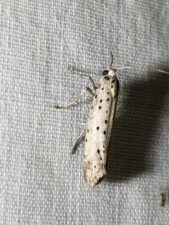 Cherry Ermine thumbnail 1