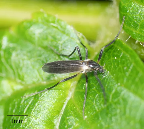 Chasmatonotus univittatus