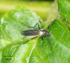 Chasmatonotus univittatus thumbnail 1