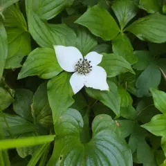 Western Bunchberry thumbnail 2