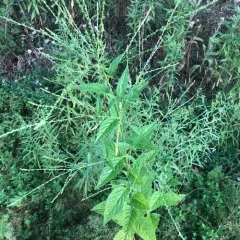 white vervain thumbnail 3