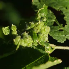 Hackberry Acorn Gall Midge thumbnail 4