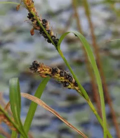 wheat sedge thumbnail 2