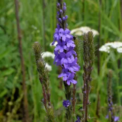 hoary vervain thumbnail 2