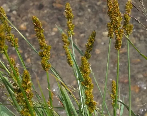 Yellow-fruited Sedge