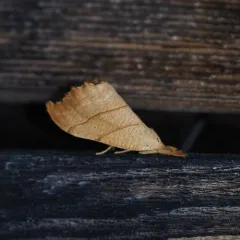 Two-lined Hooktip thumbnail 3