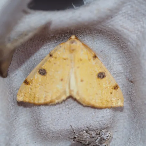 Sulphur Moth