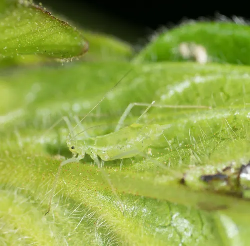 Pale-streaked Honeysuckle Aphid