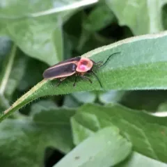 Common Eastern Firefly thumbnail 2