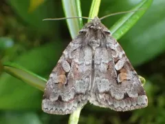 Grand Xestia Moth thumbnail 1