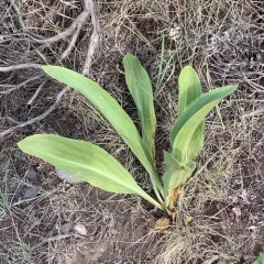 monument plant thumbnail 2