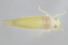 Typhlocyba modesta thumbnail 2