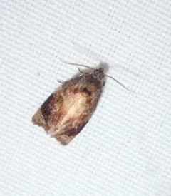 Red-barred Tortrix thumbnail 3