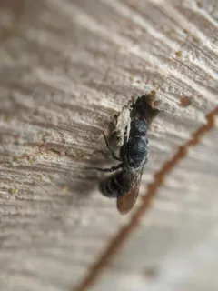 Carinate Armored-Resin bee thumbnail 2
