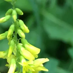 Yellow Sweetclover thumbnail 1