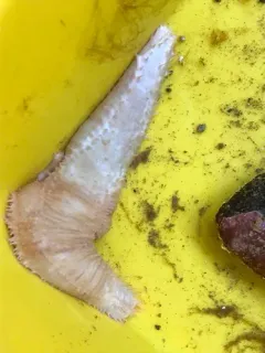 Pallid Sea Cucumber thumbnail 2