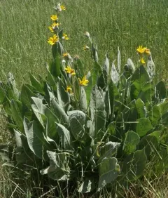 woolly mule's ears thumbnail 3