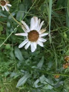 Autumn Oxeye thumbnail 4