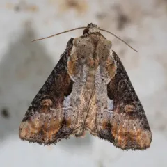 Double-lobed Moth thumbnail 2