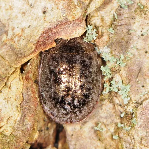 Bark-gnawing Beetle
