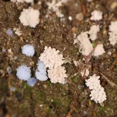 Chromelosporiopsis coerulescens thumbnail 4