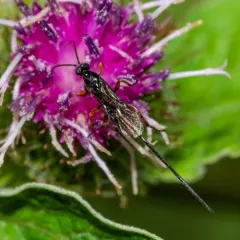 Agathis malvacearum thumbnail 2