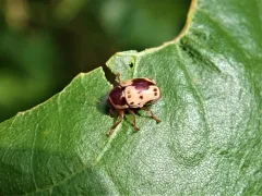 Shield-backed Cryptocephalus thumbnail 2