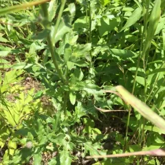 creeping thistle thumbnail 3