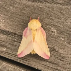 Rosy Maple Moth thumbnail 3