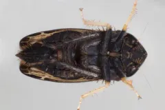 Limotettix uhleri thumbnail 2