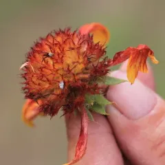 firewheel thumbnail 2