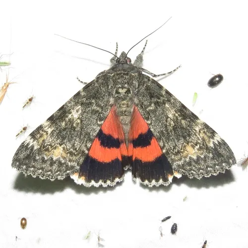 Briseis Underwing Moth