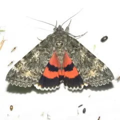 Briseis Underwing Moth thumbnail 1