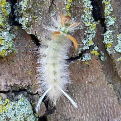 Sycamore Tussock Moth thumbnail 2