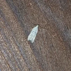 Ten-spotted Honeysuckle Moth thumbnail 2