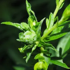 Goldenrod Brussels Sprout Gall Fly thumbnail 4