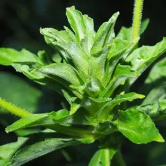 Asphondylia solidaginis thumbnail 2