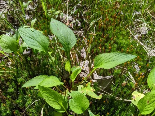 primrose-leaved violet