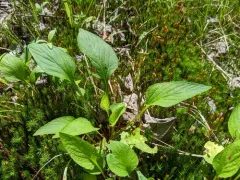 primrose-leaved violet thumbnail 1
