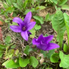 clustered bellflower thumbnail 2