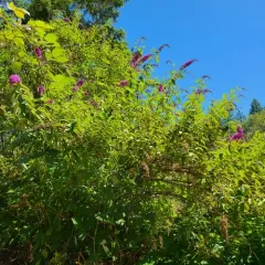 Butterfly bush thumbnail 3