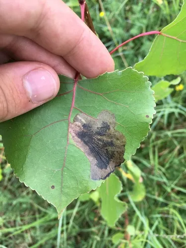Cottonwood Leafminer